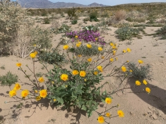 Blooming_Desert - 3
