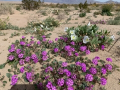Blooming_Desert - 4