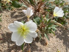 Blooming_Desert - 5